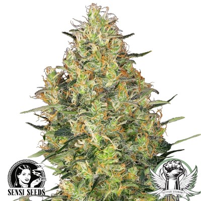 Sensi Seeds Shiva Skunk