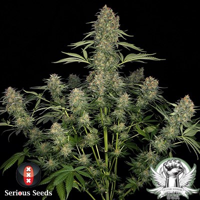 Serious Seeds Serious Kush