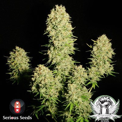 Serious Seeds Chronic