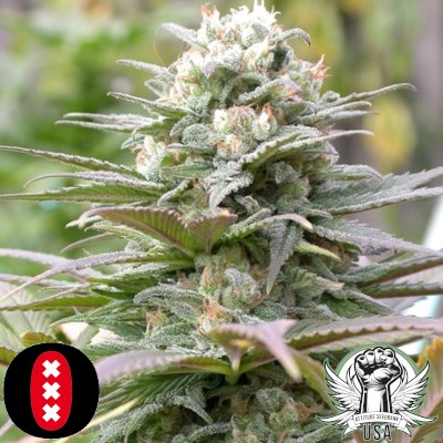 attitude usa serious seeds warlock 2_400x400.jpg