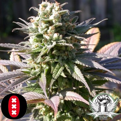 attitude usa serious seeds warlock 3_400x400.jpg