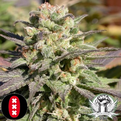 attitude usa serious seeds warlock 4_400x400.jpg