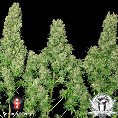 Serious Seeds White Russian