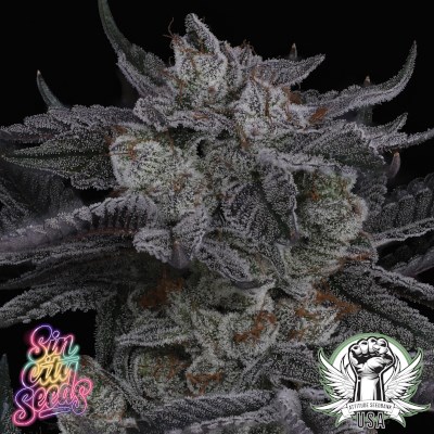 SinCity Seeds Beach Truffle