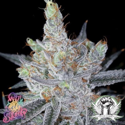 SinCity Seeds Chocolate River