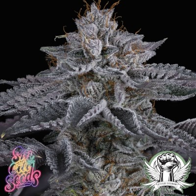 SinCity Seeds Coconut Cloud