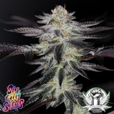 SinCity Seeds EverCrisp