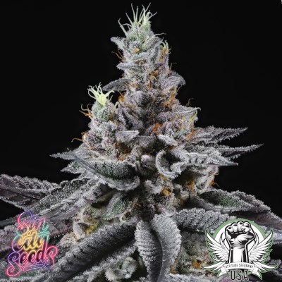 SinCity Seeds Infatuation