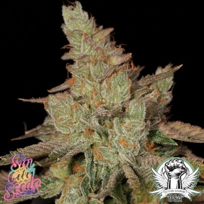 attitude usa sin city key lime pie s1 3_400x400.jpg