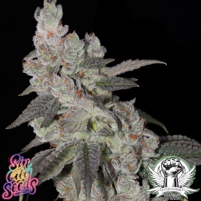 attitude usa sin city lime foot 2_400x400.jpg