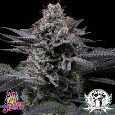 attitude usa sin city power moves 1_400x400.jpg