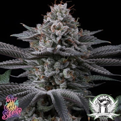 attitude usa sin city power moves 2_400x400.jpg
