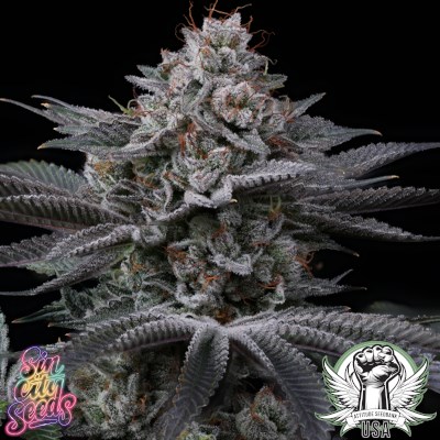 attitude usa sin city power moves 3_400x400.jpg