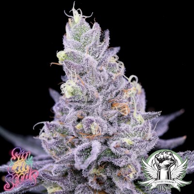 SinCity Seeds Scrumdiddlyumptious