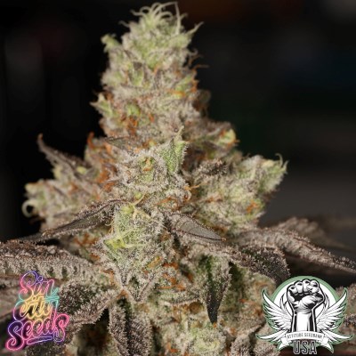 attitude usa sin city z lime pie 3_400x400.jpg
