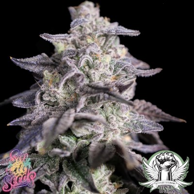 SinCity Seeds Kushmints x Blue Power