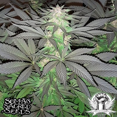 attitude usa soma seeds 5g 2_400x400.jpg