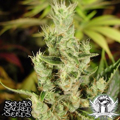 attitude usa soma seeds amnesia haze 1_400x400.jpg