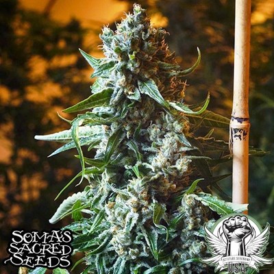 attitude usa soma seeds amnesia haze 3_400x400.jpg