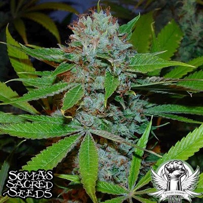 Soma Seeds Buddha's Sister
