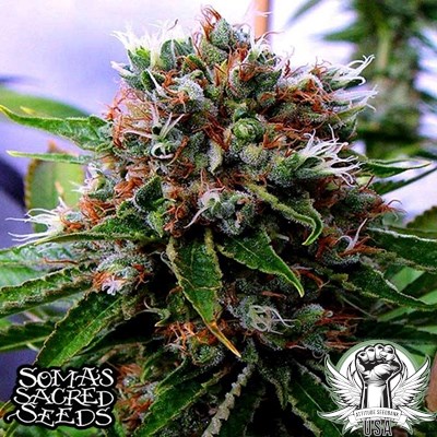 attitude usa soma seeds buddas sister 2_400x400.jpg