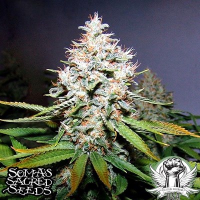 attitude usa soma seeds buddas sister 3_400x400.jpg