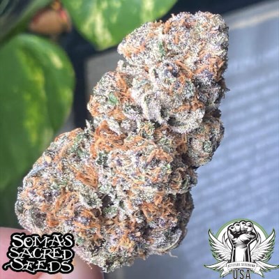 attitude usa soma seeds jacob green 2_400x400.jpg