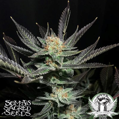 Soma Seeds Lavender OG