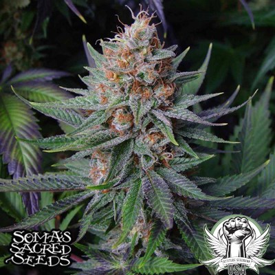 Soma Seeds Lavender #1