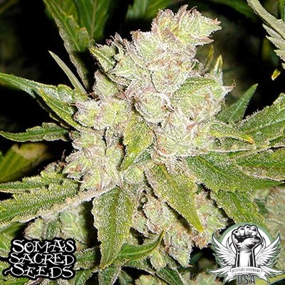 Soma Seeds Sogouda