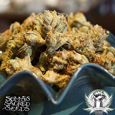 Soma Seeds Somalicious