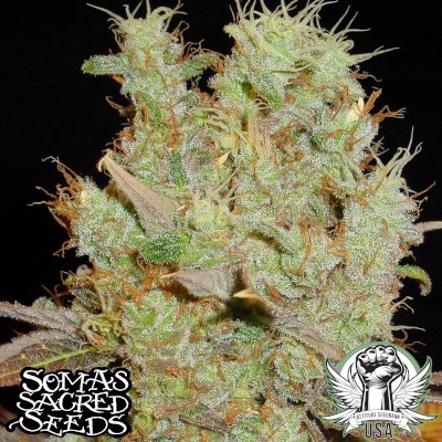 Soma Seeds Somango