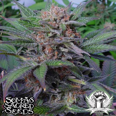attitude usa soma seeds somango 2_400x400.jpg