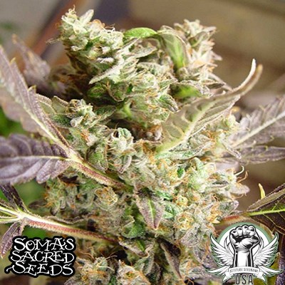 attitude usa soma seeds somango 3_400x400.jpg