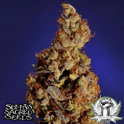 Soma Seeds Somari