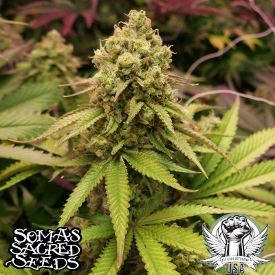 Soma Seeds True OG aka OG Kush