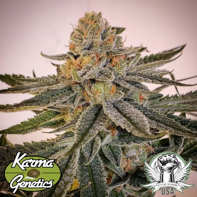 Karma Genetics Seeds Sour Melon