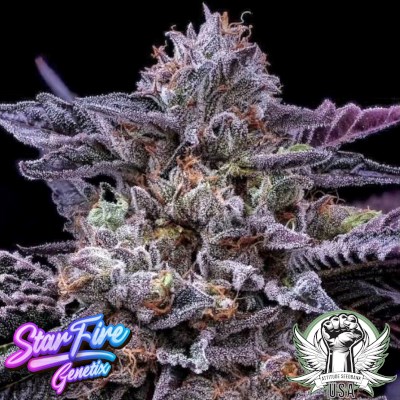 StarFire Genetix Seeds Fabulozo