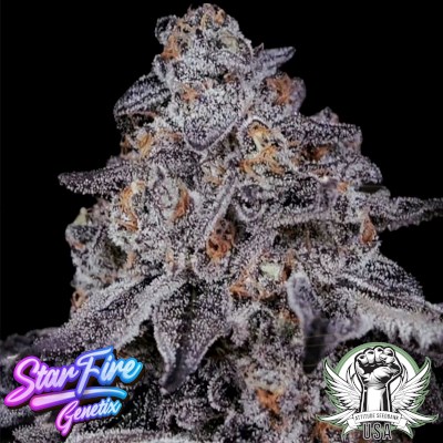 StarFire Genetix Seeds Secret Agent
