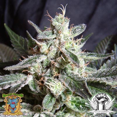 Sweet Seeds Black Jack