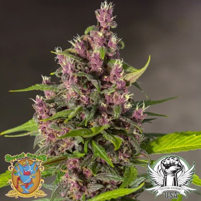 attitude usa sweet seeds bloody skunk auto1_400x400.jpg