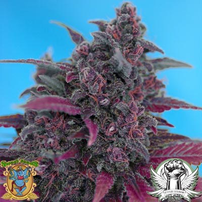 Sweet Seeds Dark Devil AUTO