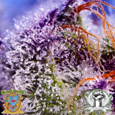 attitude usa sweet seeds diablos delight xl auto 2_400x400.jpg