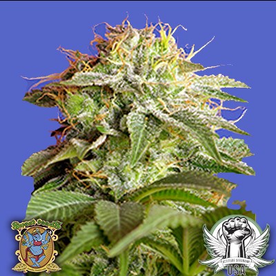 Sweet Seeds Green Poison F1 FAST Version