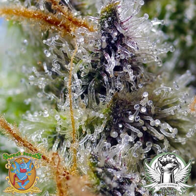 attitude usa sweet seeds mental rainbow f1 fast version 2_400x400.jpg