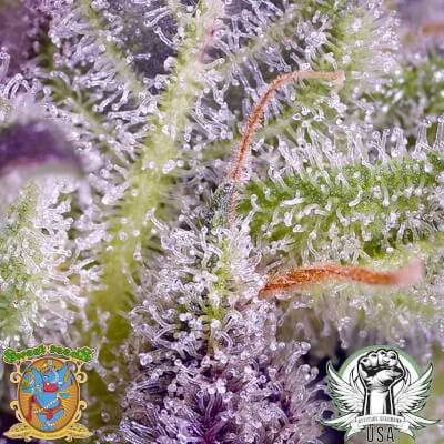 attitude usa sweet seeds monster maker 2_400x400.jpg