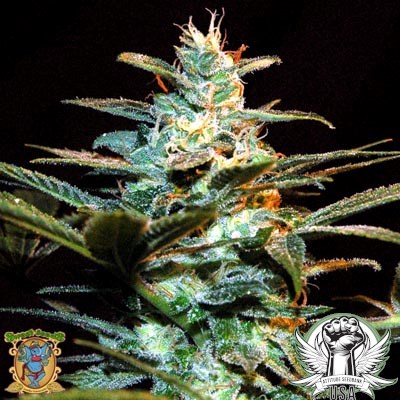 Sweet Seeds NYC Diesel aka Ice Cool