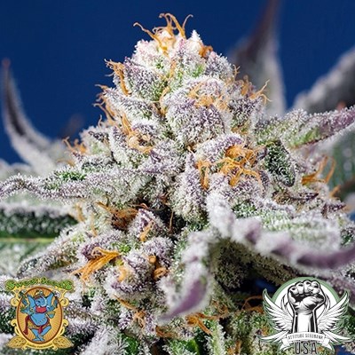 Sweet Seeds Orange Apricot Glue XL AUTO