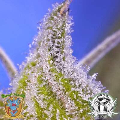 attitude usa sweet seeds permanent jealousy xl auto 2_400x400.jpg