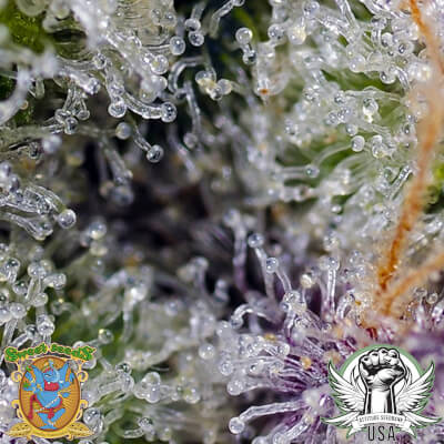 attitude usa sweet seeds pineapple slush xl auto 2_400x400.jpg